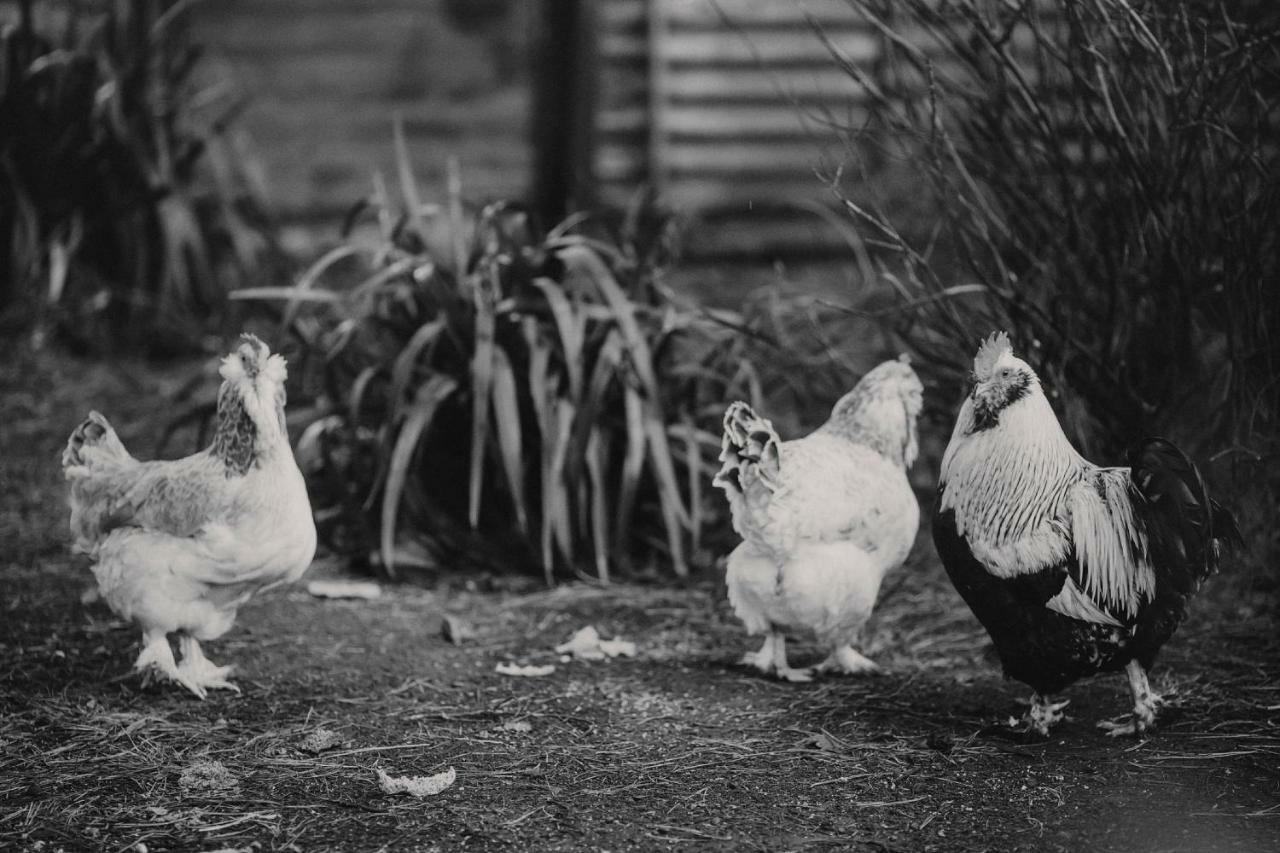 Wallingford Homestead Dış mekan fotoğraf